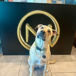 a dog posing near a sign